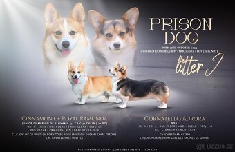 Welsh corgi Pembroke - 11