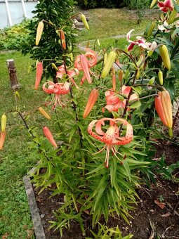 Skalničky,trvalky a cibuloviny,pivoňky,orchideje. - 11