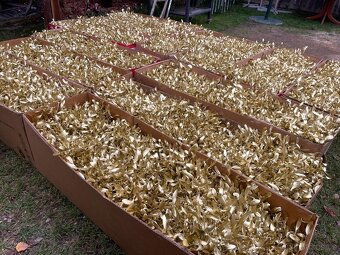 Vánoční Jmeli - 11