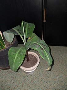 Tlustice symbol bohatství - 11