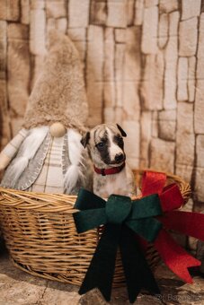 Whippet/Vipet s PP (pejsek,fena) - 11