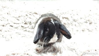 Zakrslý beránek, králíček, králík - 11