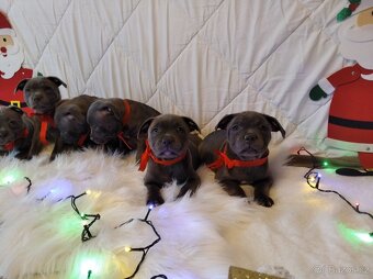 Stafordšírský bulteriér - 11