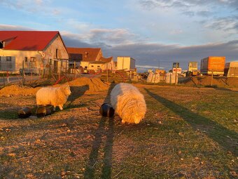 Romney Marsch Kent - 11