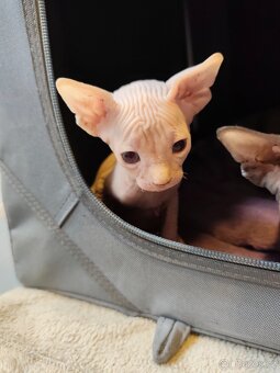 Kanadský sphynx - 11