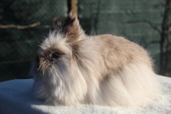 Teddy/teddy gen samice - dospělé - 11