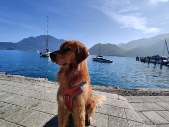 Krytí - Zlatý retrívr - 11