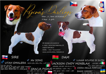 Jack Russell teriér s průkazem původu -PEJSEK - 11