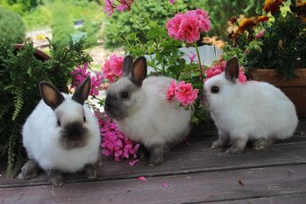 Zakrslí siamáčci s PP - 11