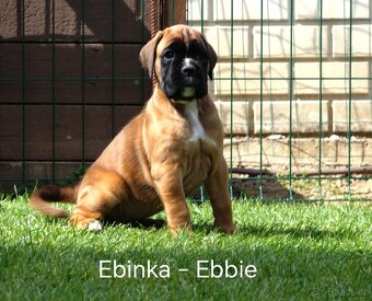 Nemecký boxer šteniatka - 11