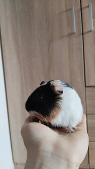 Morče, morčata, morčátka - 11