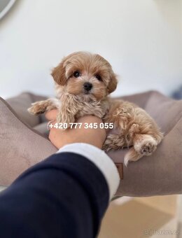 Maltipoo F1 caramel 3 měsíce 1500€‼️ Mimi - 11