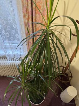Květina Dracaena Marginata - Dračinec (Dracena) - 11