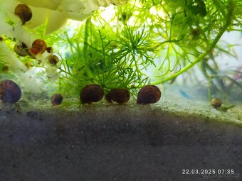 Prodam šnecí do akvaria. Ampulárie, okružák kanadský. - 11