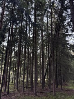 Prodám lesní pozemky v k.ú. Ločenice, p.č. 3857/9 a 3904 - 11