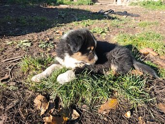 Australský ovčák –  poslední krasavec k odběru - 11