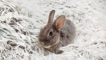 Zakrslý beránek,králíček,králík -(REX)-DIANA - 11