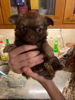 Štěňátka čivavy hledají hezké domovy. - 11