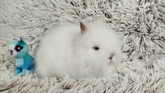Zakrslý králík, králíček -(TEDDY)-HERBERT - 11