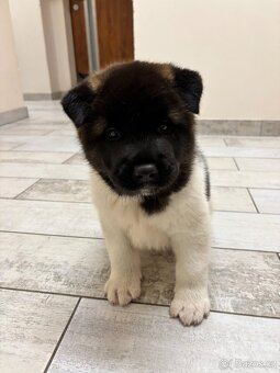 Americká akita - štěňata - 11