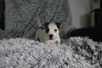 Jack Russell teriér - jrt - 11