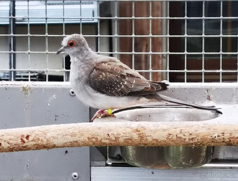 Holoubek diamantový straky 2025 - 11