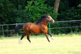 Náš Princ hledá svoji princeznu - 11
