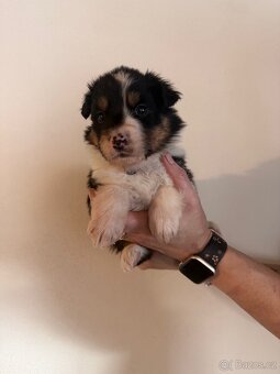 Australský ovčák štěňátka - 11