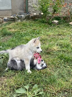 Sibiřský husky - 11