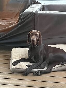 Německý ohař krátkosrstý hnědý - 11