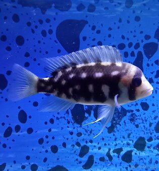 Odchovy Tanganyika - 11