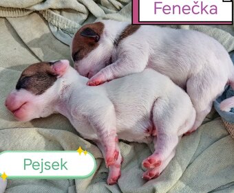 Jack russel teriér - 11