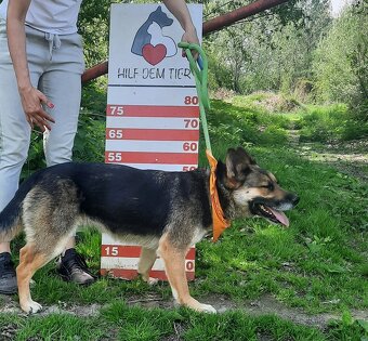 JULLY K ADOPCI - krásná mladá přátelská NO - 11