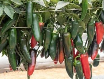 Sazenice chilli různých druhů - 11