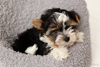 Biewer a Biro Yorkshire Terrier s PP,  Jorkšír terier s PP - 11