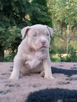 American bully - 11