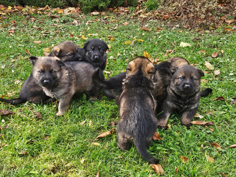 Německý ovčák štěňata bez PP - 11