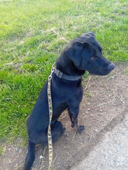 ÁRON K ADOPCI - přátelský akční parťák - 11