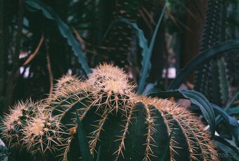 Canon AE-1 Program set - 11