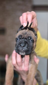 Cane corso s PP - 11
