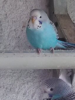 ANDULKA VLNKOVANÁ - 11