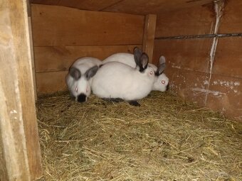 Kalifornské a VSS - 11