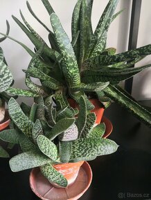 Nabízím gasterie, aloe, agave, chamaedora. - 11