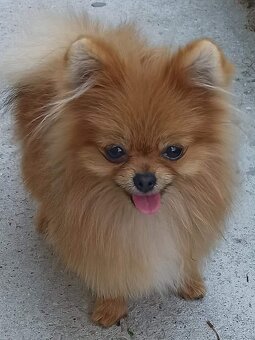 POMERANIAN - 11