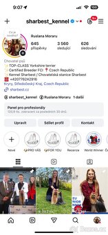 Jorkšírsky teriér s PP FCI, fenečka - 11