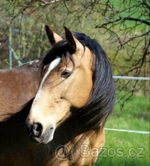Extra Lusitano kobyla - 11