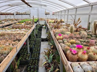 Prodám rozsáhlou sbírku kaktusů - 11