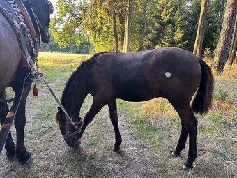 Starokladrubský vraný hřebeček - 11