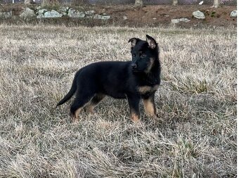 Německý ovčák-štěňata - 11