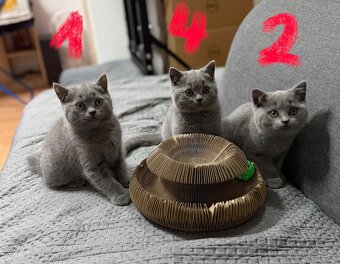 Britská koťata - 11